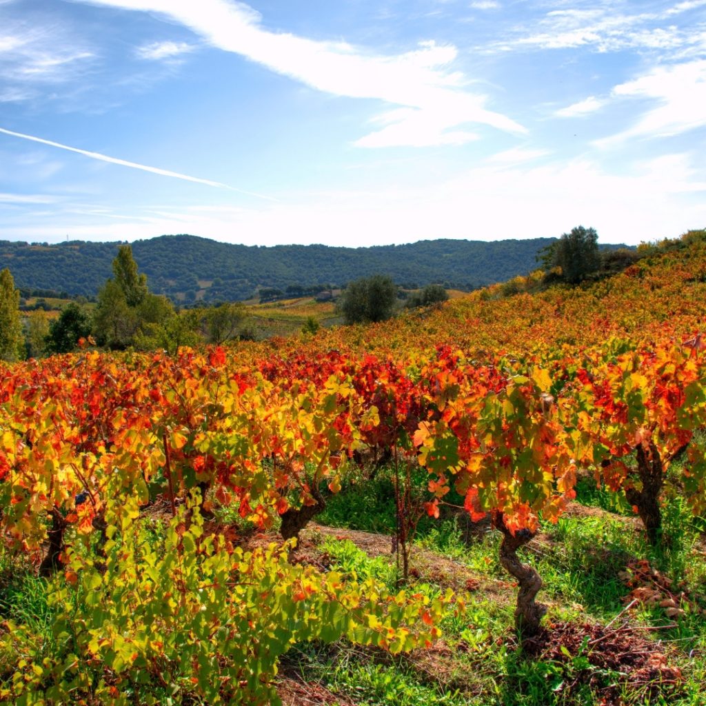 Randonnée Vignes Automne