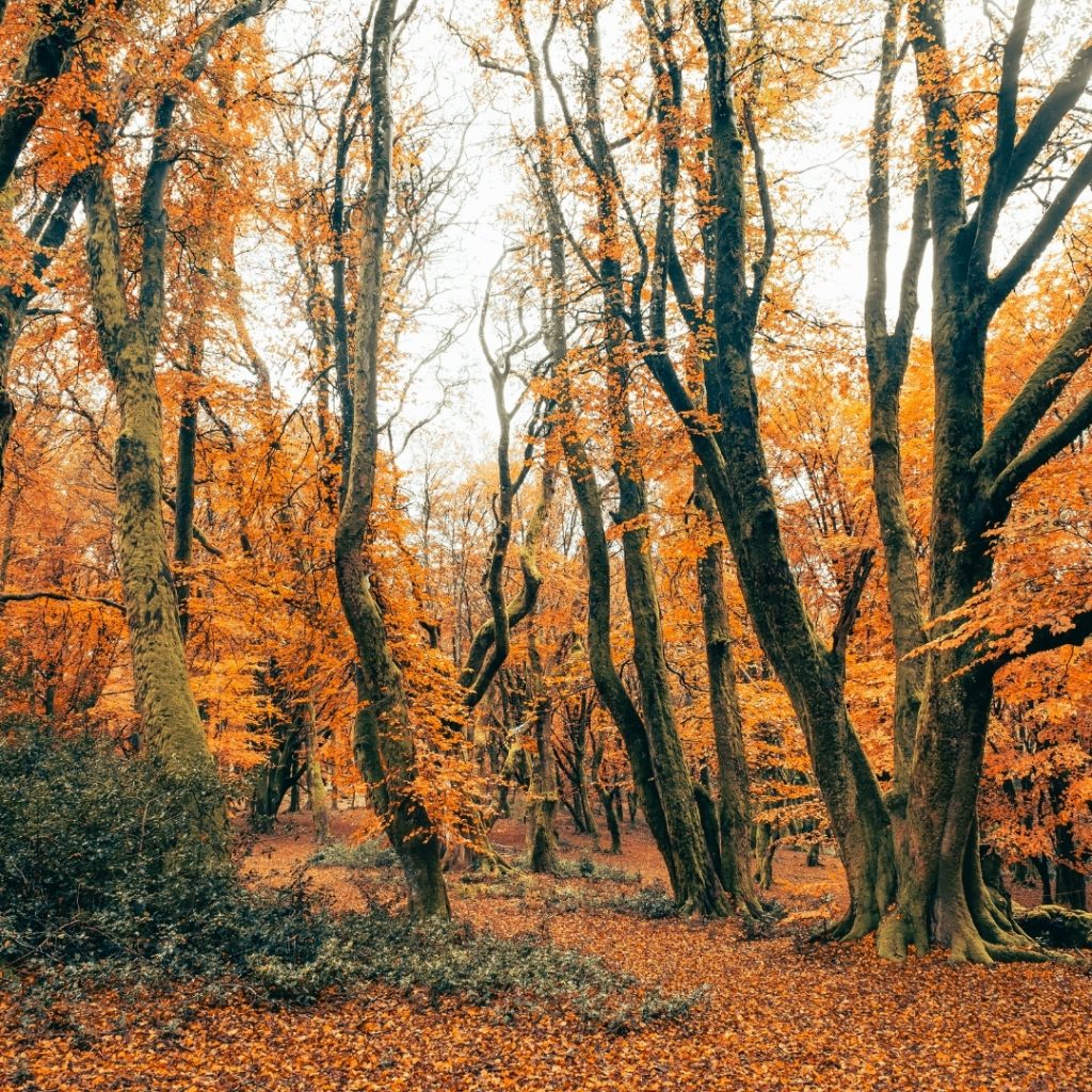 Tour du Morvan Randonnée Morvan Automne